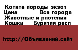 Котята породы экзот › Цена ­ 7 000 - Все города Животные и растения » Кошки   . Бурятия респ.